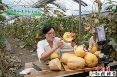 (走进中国乡村)“中国金丝绞瓜之乡”掘金全